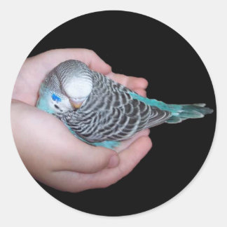 Girl holding baby budgie sticker