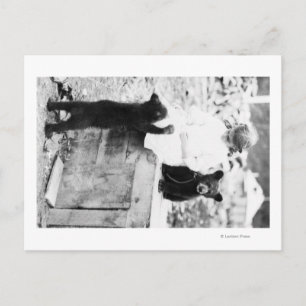 Girl Playing with Bear Cub in Seward Postcard