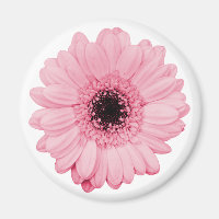 Girly pink magnet w/ beautiful gerbera flower