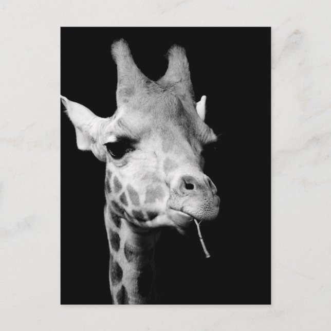 girrafe postcard (Front)