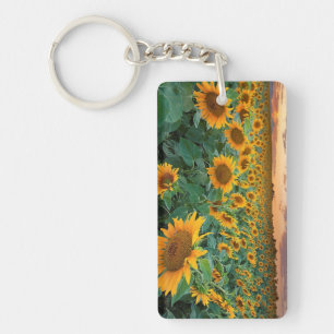 Gisement de tournesol dans Longmont, le Colorado
