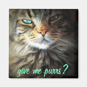 Give me purrs? magnet