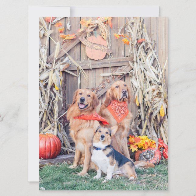 Give Thanks Cute Dogs and Thanksgiving Harvest Card (Front)