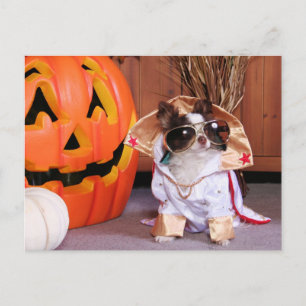 Gizmo - Chihuahua - Thomas Postcard