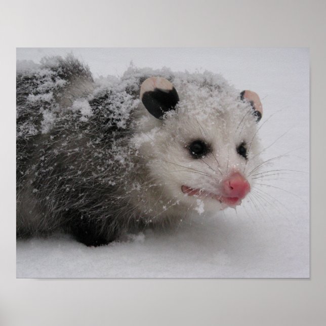 Gizmo Poster Print (Front)