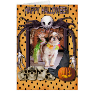 Gizmo - Shih Tzu - Anderson