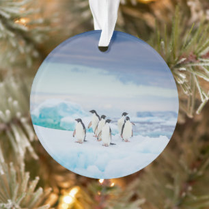 Glace et neige Adelie Penguins Antarctique