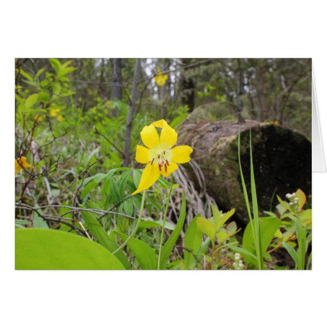 Glacier Lily (Front Horizontal)