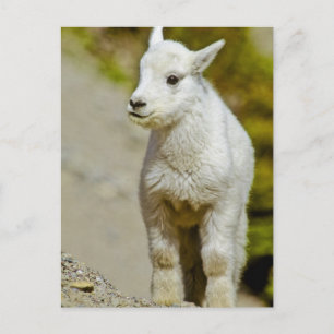 Glacier National Park, Montana, USA, Mountain Postcard