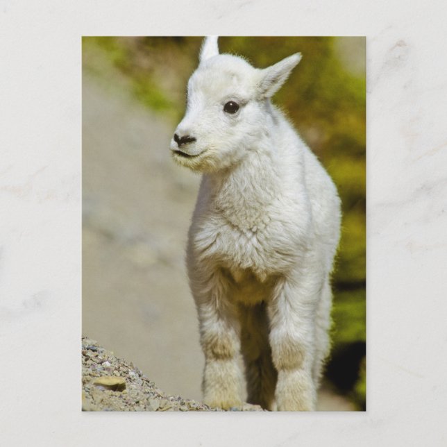 Glacier National Park, Montana, USA, Mountain Postcard (Front)