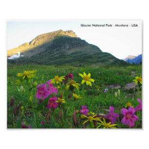 Glacier National Park Wildflowers 8x10 Print