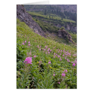 Glacier Park