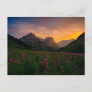 Glacier Wildflowers Postcard