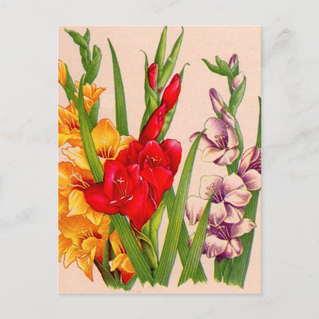 gladiola flowers gladioli flowers postcard (Front)