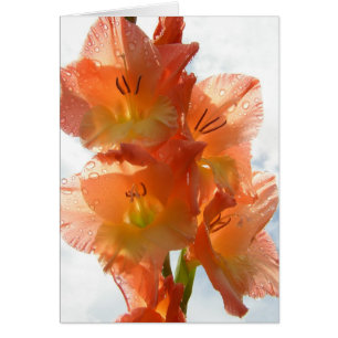 Gladiolas