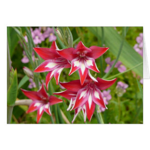 Gladiolas rouge et blanc Botanique d'été