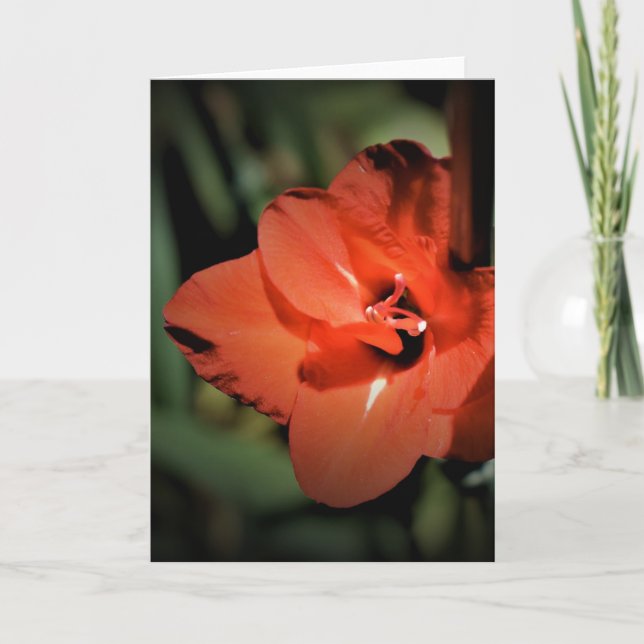 Gladioli, card (Front)