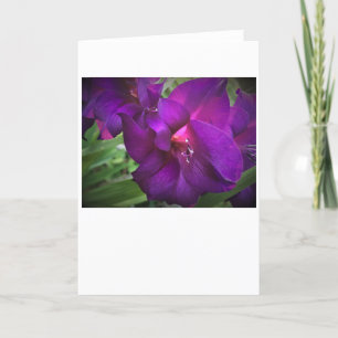 Gladioli, card