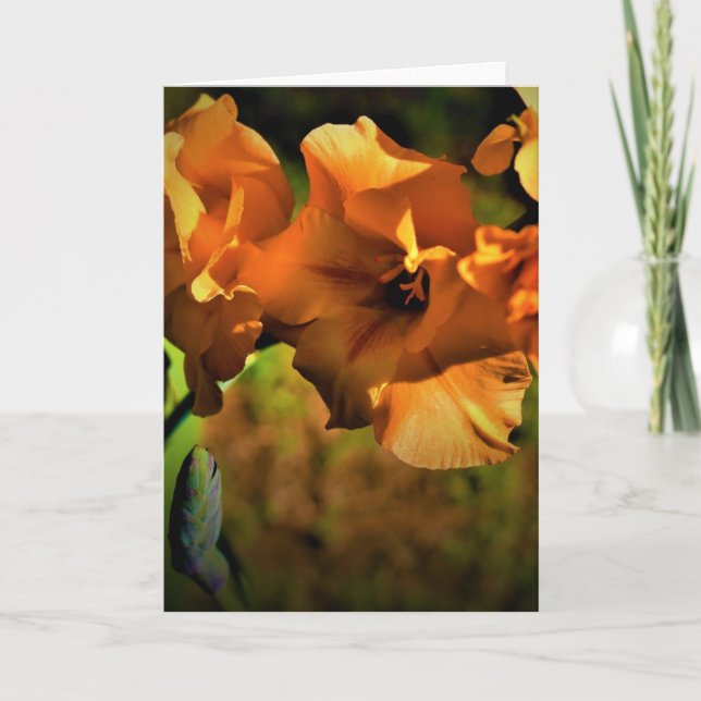 Gladioli, card (Front)
