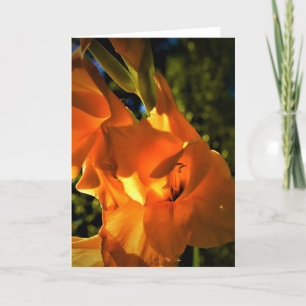 Gladioli, card