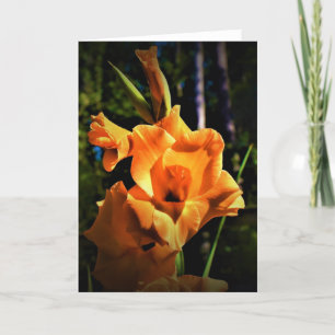 Gladioli, card