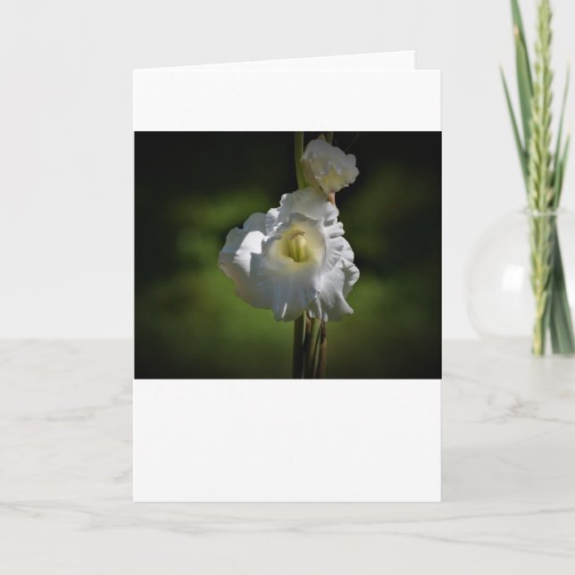 Gladioli, card (Front)