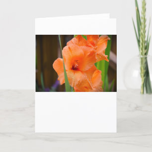 Gladioli, card
