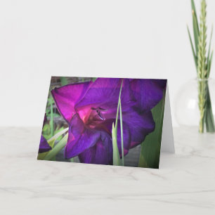 Gladioli, card