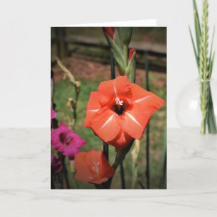 Gladioli, card