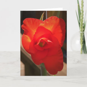 Gladioli, card