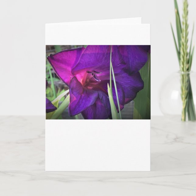 Gladioli, carte (Devant)