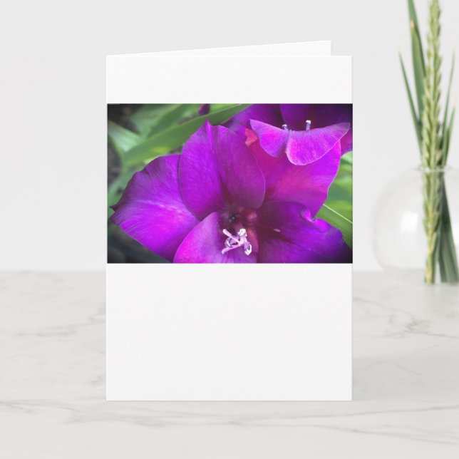 Gladioli, carte (Devant)