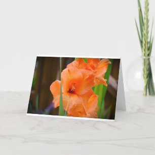 Gladioli, carte