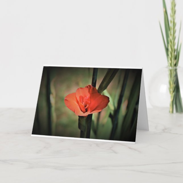 Gladioli, carte (Devant)