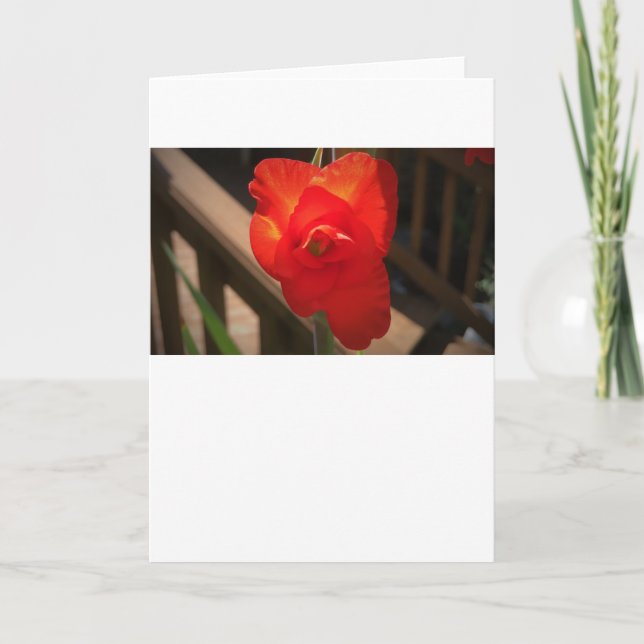 Gladioli, carte (Devant)