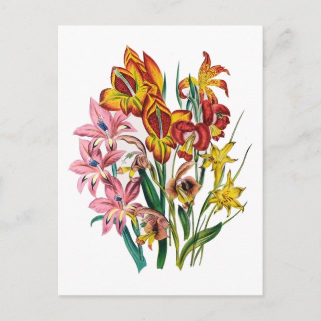 Gladioli Postcard (Front)