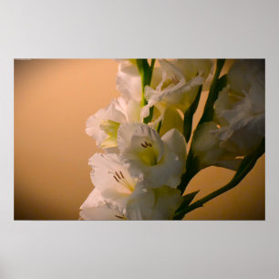 Gladioli,  poster