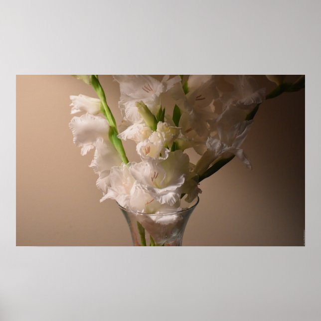 Gladioli,  poster (Front)