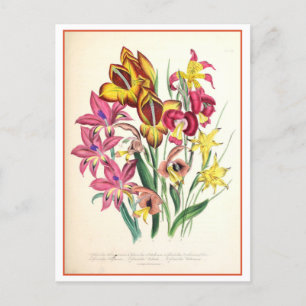 Gladiolus Botanical Illustration Vintage Postcard