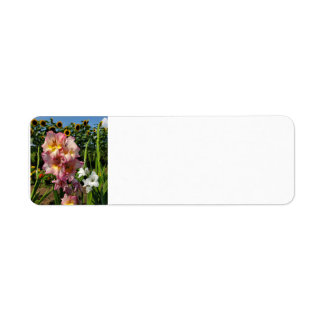 Gladiolus et tournesol