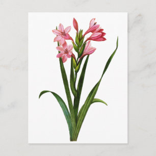 Gladiolus Laccatus By Pierre Joseph Redoute Postcard