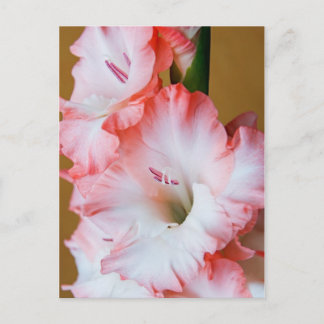 Gladiolus Postcard