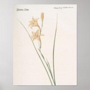 Gladiolus Tristis Poster