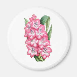Gladiolus Ulysse Magnet