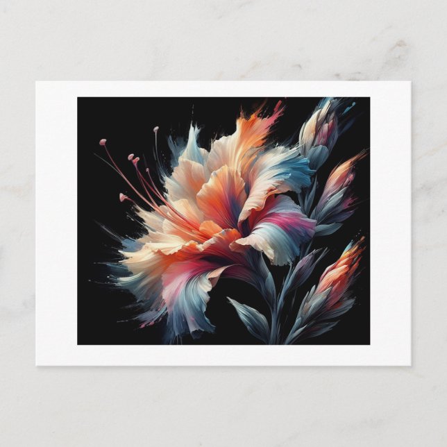 Gladius Flower Blossoms Against Black,  Postcard (Front)