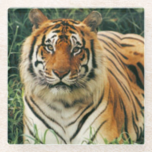 Glass Coaster/Tiger Coaster