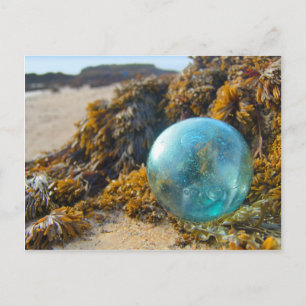 Glass Float on Kelp Postcard