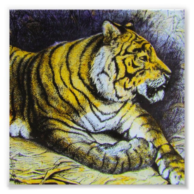 Glass Magic lantern slide A TIGER 1900 BIG CAT Photo Print (Front)