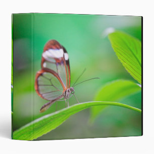 Glass wing butterfly relaxing on fresh green binder