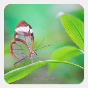 Glass wing butterfly relaxing on fresh green square sticker